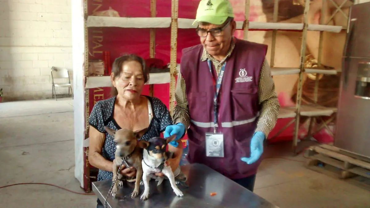 31 Salud Municipal invita a la población a llevar a sus mascotas a esterilizar en campaña masiva